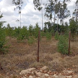 An agricultural land for sale