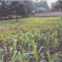 An agricultural land for sale - Image 3