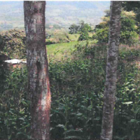 Agricultural Land For Sale With Two Residential Houses - Image 8