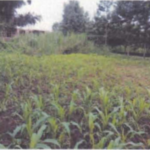 An agricultural land for sale