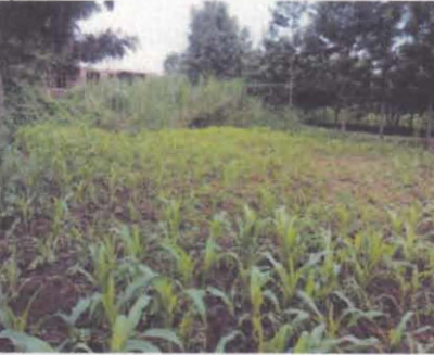 An agricultural land for sale