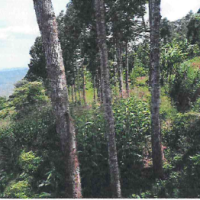 Agricultural Land For Sale With Two Residential Houses - Image 7