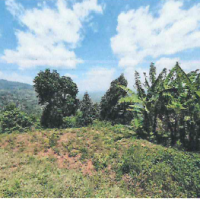 Agricultural Land For Sale With Two Residential Houses - Image 6