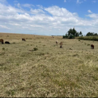 Residential Cum Agricultural Property - Image 2