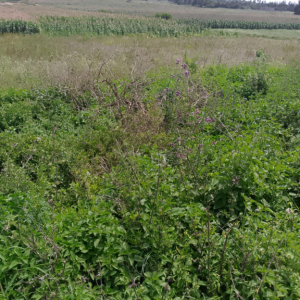 A Vacant Residential Property At Kikopey In Gilgil, Nakuru County