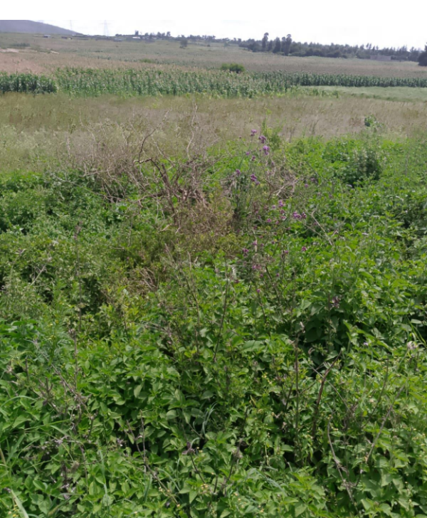 A Vacant Residential Property At Kikopey In Gilgil, Nakuru County