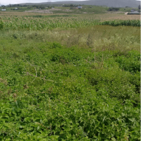 A Vacant Residential Property At Kikopey In Gilgil, Nakuru County - Image 3