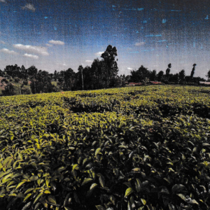 An Agricultural Land With Tea Bushes For Sale In Mathira Constituency, Nyeri County