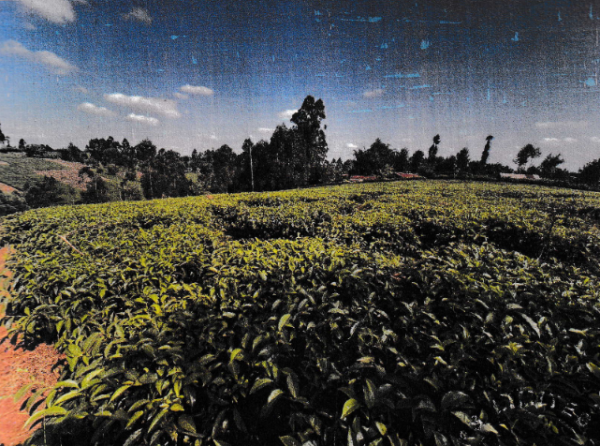 An Agricultural Land With Tea Bushes For Sale In Mathira Constituency, Nyeri County