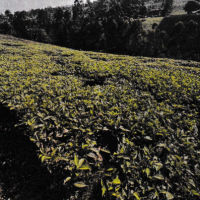 An Agricultural Land With Tea Bushes For Sale In Mathira Constituency, Nyeri County - Image 2