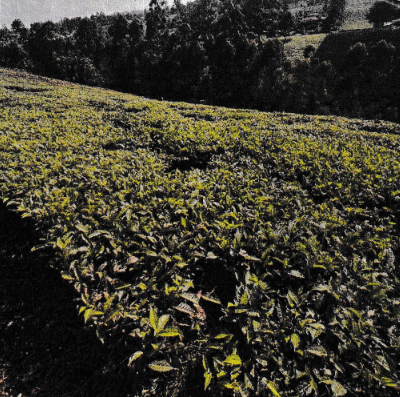 An Agricultural Land With Tea Bushes For Sale In Mathira Constituency, Nyeri County